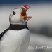 puffin_atlantic_msi_h_0875_can1904.jpg